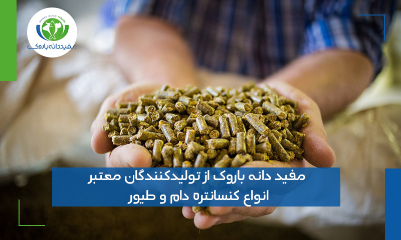مفید دانه باروک از تولیدکنندگان معتبر انواع کنسانتره دام و طیور